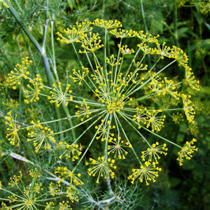 Galbanum | Ingredients | Floral Street