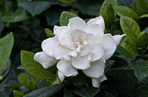 Island Gardenia | Ingredients | Floral Street