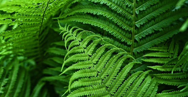 Sustainable perfume myths and the future of fragrance