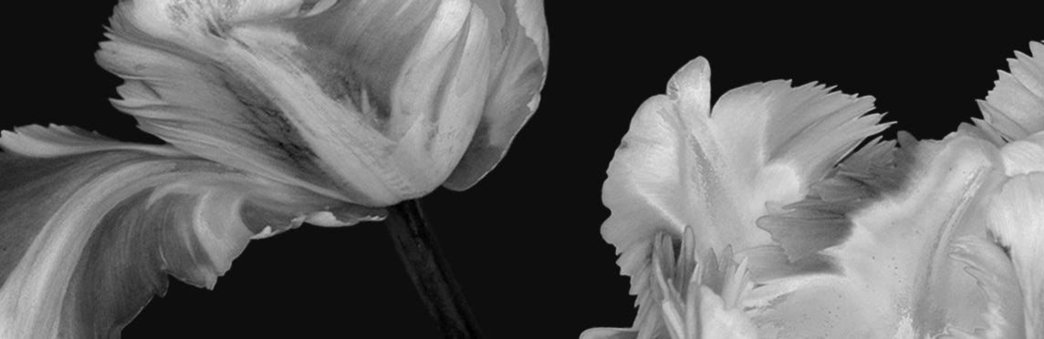 The Scorpio Gift Edit