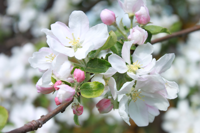Apple Blossom | Floral Street Ingredients