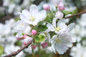 Apple Blossom | Ingredients | Floral Street