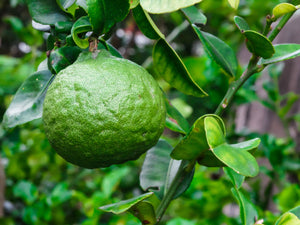 Bergamot | Ingredients | Floral Street