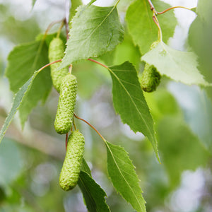 Birch Leaves | Ingredients | Floral Street