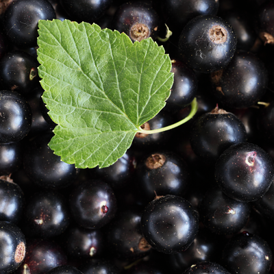 black current | Floral Street Ingredients