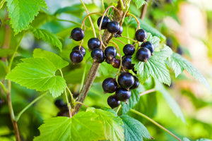 Cassis | Ingredients | Floral Street