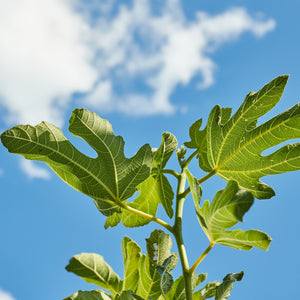 Fig Leaves | Ingredients | Floral Street