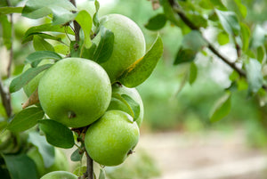 Green Apple | Ingredients | Floral Street