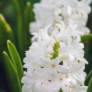 Hyacinth | Ingredients | Floral Street