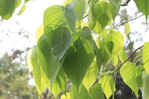 Leaf Accord | Ingredients | Floral Street