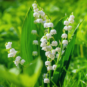 Lily of the Valley | Ingredients | Floral Street