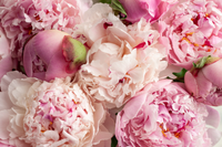Pink Peonies | Ingredients | Floral Street