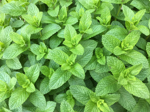 Spearmint | Ingredients | Floral Street