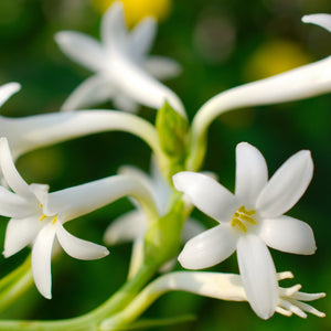 Tuberose | Ingredients | Floral Street