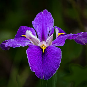 Tuscan Orris | Ingredients | Floral Street