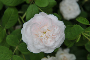 White Damask Rose | Ingredients | Floral Street
