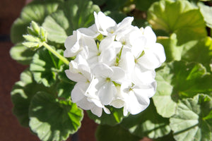 Egyptian Geranium | Ingredients | Floral Street