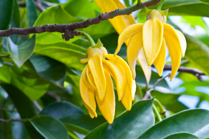 Ylang Ylang Flower | Ingredients | Floral Street
