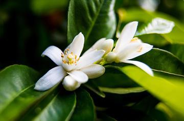 Neroli | Floral Street Ingredients