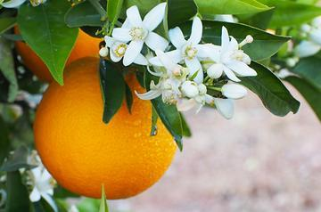 Orange Blossom | Floral Street Ingredients