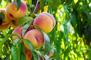 Peach | Ingredients | Floral Street