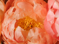 Coral Peonies | Ingredients | Floral Street