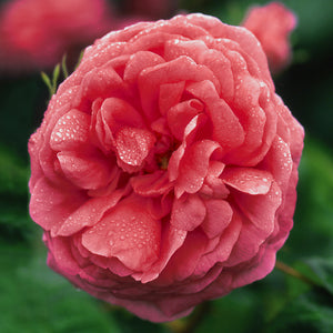 Centifolia Rose | Ingredients | Floral Street